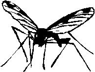 Mosquito