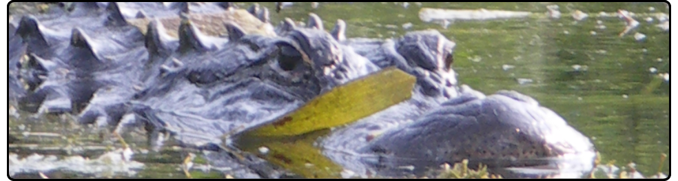 www.disastersrus.org