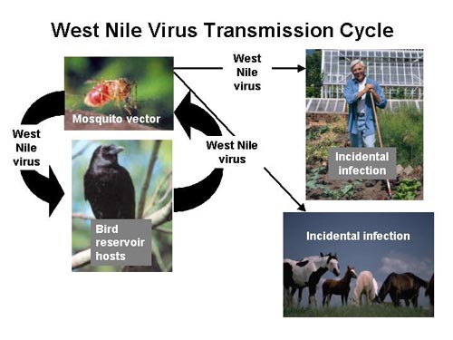 West Nile Cycle